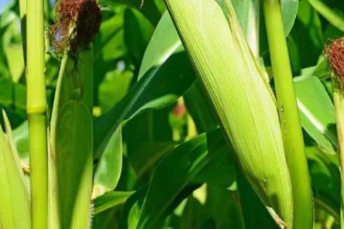 众德丰6号玉米种子特征特性，适宜播期4月下旬至5月上旬