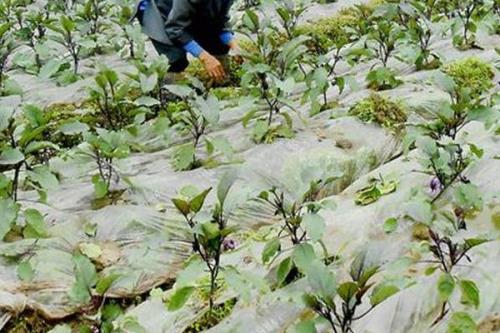 大棚茄子施肥技术，新棚的施肥量比老棚多