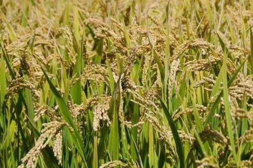 繁优609水稻种简介，籼型三系杂交水稻品种