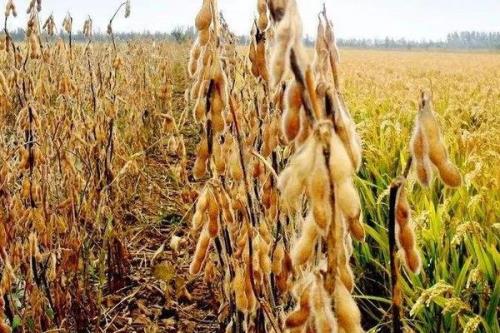 山宁24大豆品种的特性，5月中旬至6月中旬播种