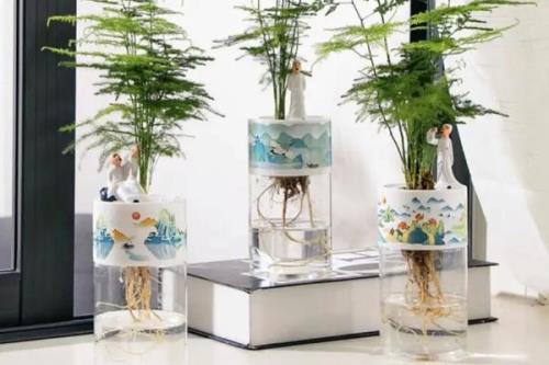文竹能不能水培，是水培中的佳品