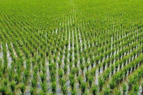 东红6号水稻品种的特性，高抗稻瘟病
