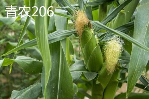 高产夏玉米品种介绍，不同的田地类型适合种植不同品种