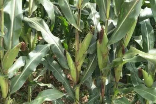 DK4136玉米种简介，密度4500株/亩左右
