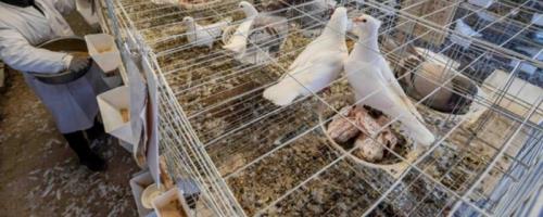 养鸽子的大棚怎样搭建，分为群养式和笼养式