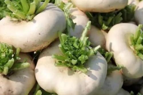 芜菁什么时候收获，一般在9月中旬至翌年3月收获