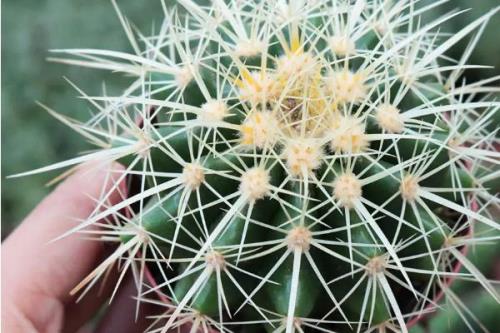 怎么养金虎仙人球，生长季节放在向阳处即可