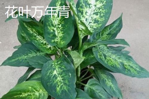 万年青的繁殖方法，可分株、扦插或者播种繁殖