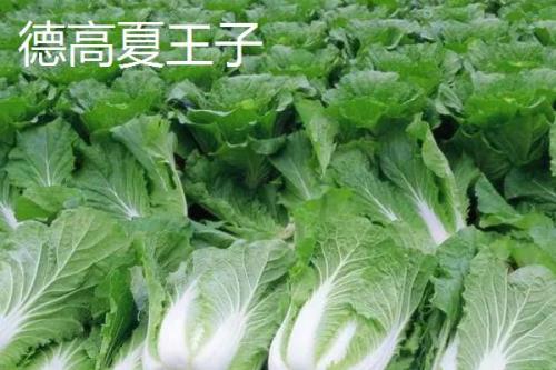 白菜亩产多少，生长周期为55天左右