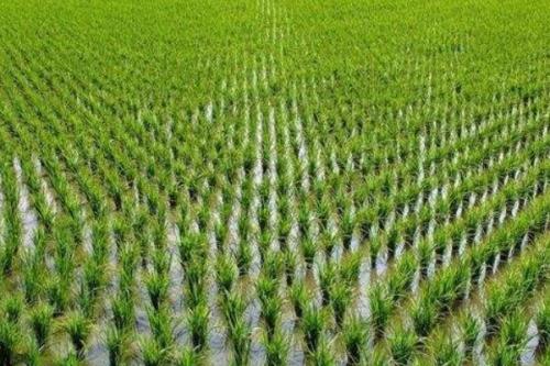 七黄占5号水稻品种的特性，晚造全生育期110～111天