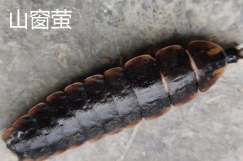 萤火虫种类，不同品种的体型不同