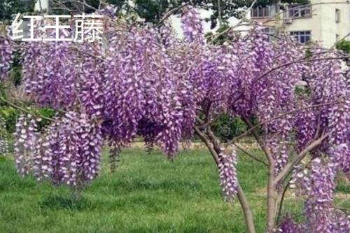 紫藤花的品种，常见种类为紫水晶瀑布