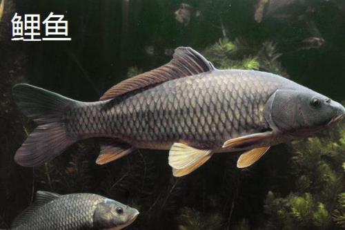 军鱼好不好吃，肉质细嫩鲜美深受消费者欢迎