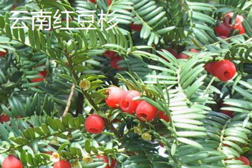 红豆杉种子价格，约200-300元左右一斤