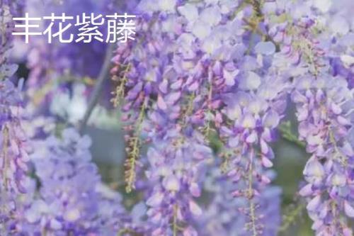 紫藤花的品种，常见种类为紫水晶瀑布