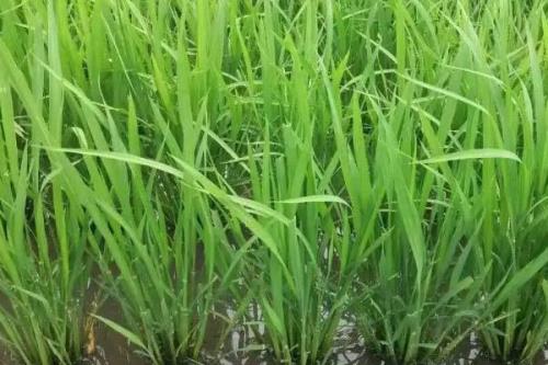 绥粳134水稻品种的特性，该品种主茎11片叶