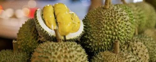 没熟的榴莲打开后如何处理，和其它成熟的水果放在一起可以起到催熟作用