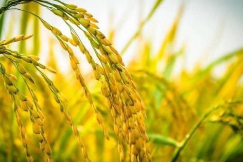 旱优3015水稻种子特征特性，籼型三系杂交籼稻品种
