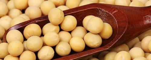 吉农257大豆种子简介，出苗至成熟平均117天