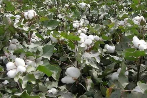 冀杂269棉花种简介，转单价抗虫基因杂交春棉品种