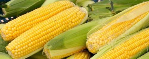 大槐77玉米品种简介，中抗大斑病