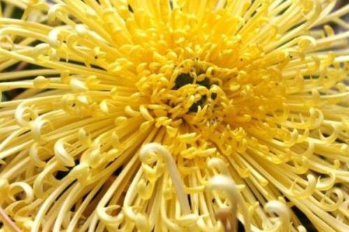 菊花开放时间，通常为9-11月份