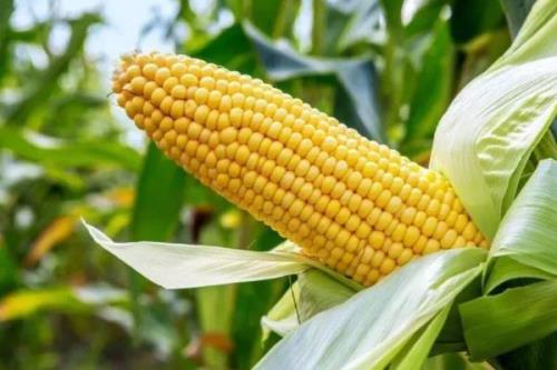 益嘉丰138玉米品种的特性，适宜播期4月下旬至5月上旬