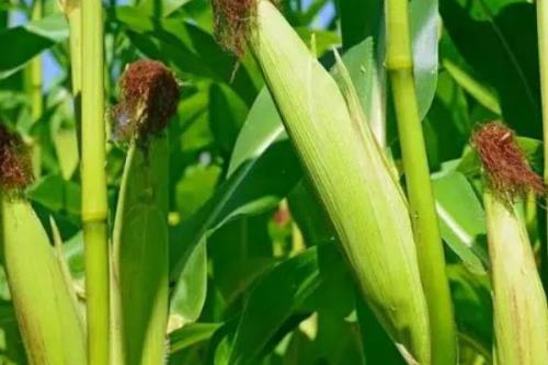 劲糯6号玉米种简介，亩植密度3300株左右