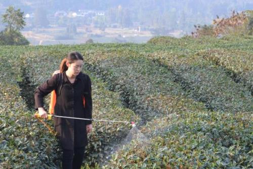 苦参碱可以防治哪些害虫，可有效防治松毛虫、杨树舟蛾、美国白蛾等