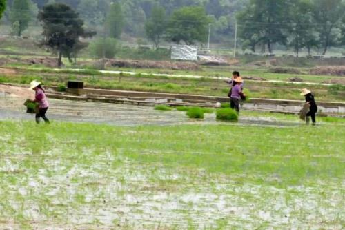 谷雨节气的农事谚语，要想庄稼好、管理要趁早