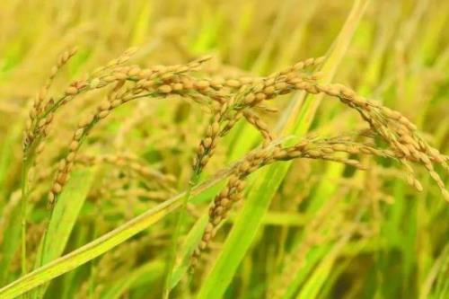 众香优1615水稻品种的特性，每亩有效穗数16.8万