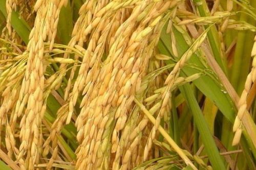 炫两优3006水稻种简介，一般4月下旬至5月中旬播种