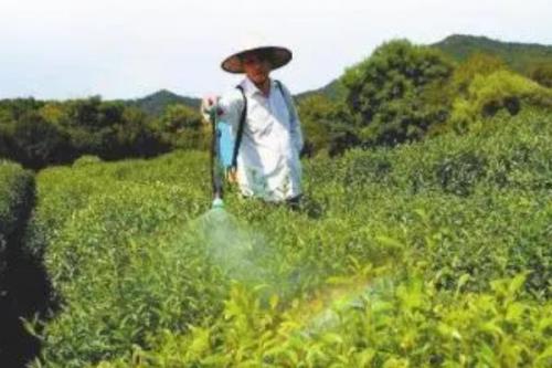 苦参碱可以防治哪些害虫，可有效防治松毛虫、杨树舟蛾、美国白蛾等