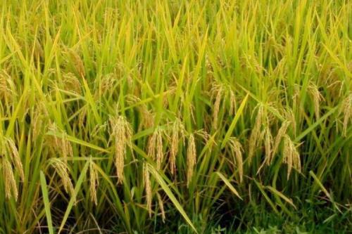 登两优008水稻种子介绍，每亩有效穗数16.1万穗