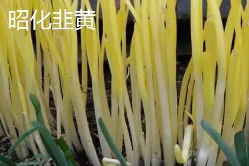 韭黄品种介绍，产地较多各具特色