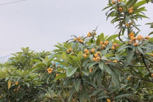 如何使枇杷多结果，需培养健壮的结果母枝