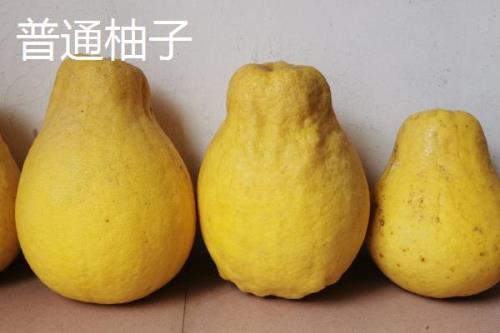 葡萄柚和普通柚子的区别，果皮和大小都不同