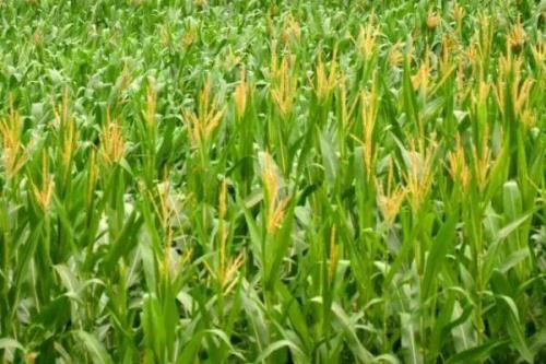 德禹158玉米种子特征特性，4月下旬－5月上旬开始播种