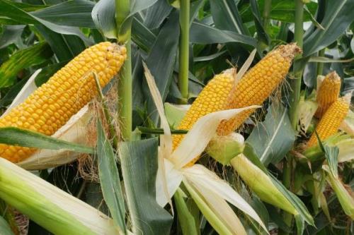 增信817玉米种简介，辽宁省春播生育期128天