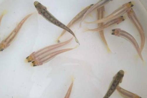 赤眼鳟鱼苗能长多大，最大可长至4-5斤