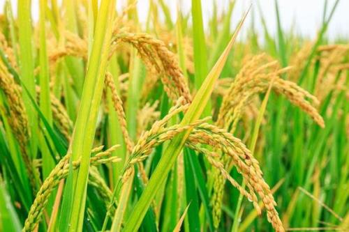 盼两优1466水稻种简介，5月中下旬播种