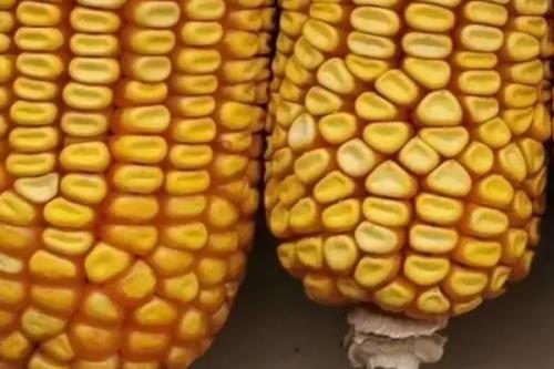 正玉318玉米品种的特性，春播平均生育期116.5天