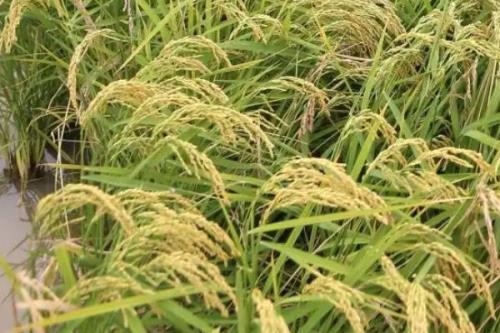 华内优086水稻种简介，全生育期141.8天