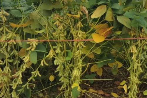 垦科豆17大豆种子简介，防治大豆根腐病