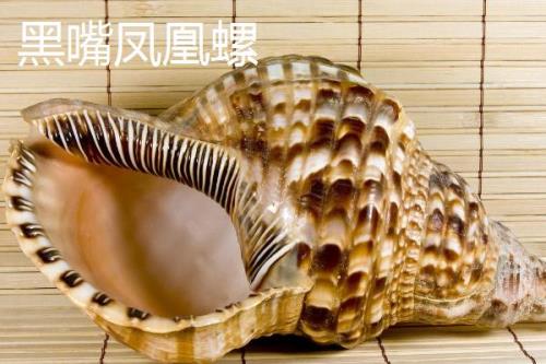 凤凰螺的产地，主要分布在日本奄美岛以南等地方