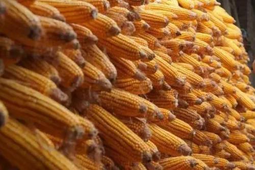 丹玉405号玉米种子特点，春播生育期124天