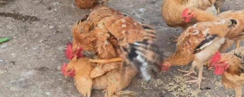 公鸡踩一次母鸡能管几个蛋，能管10-20个蛋
