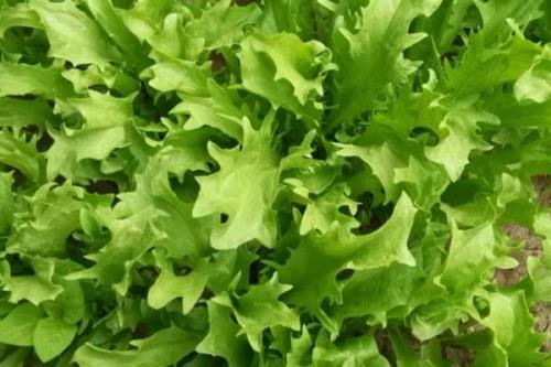 苦菊的种植技术，通常每亩用种2公斤左右