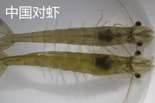 对虾的价格，一般在30-50元一斤