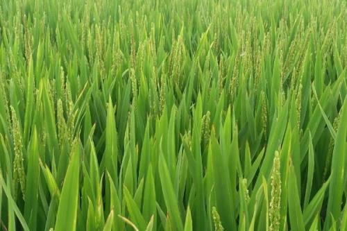 春两优粤禾丝苗水稻品种简介，每亩有效穗数15.2万穗